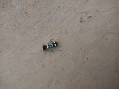 Hoplomutilla insignis