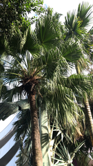 Livistona chinensis
