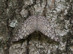 Hamadryas februa