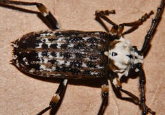 Demelius semirugosus
