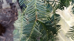 Taxaceae