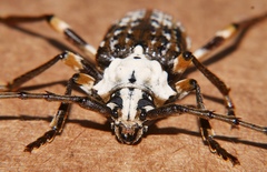 Demelius semirugosus