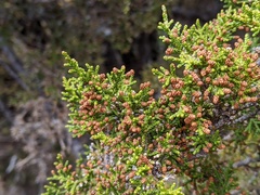 Pherosphaera hookeriana