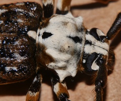 Demelius semirugosus