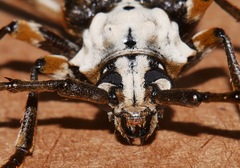 Demelius semirugosus