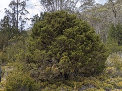 Pherosphaera hookeriana