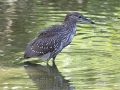 Nycticorax nycticorax