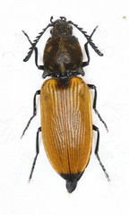 Anostirus castaneus