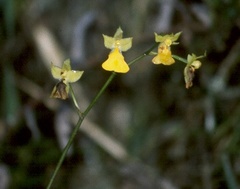 Cyrtochilum aureum
