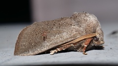 Eloasa