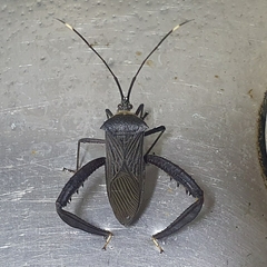 Acanthocephala parensis