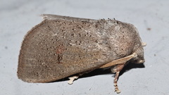 Eloasa