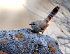 Pseudasthenes steinbachi