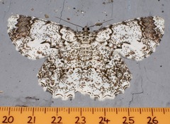 Amblychia subrubida