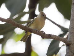 Pachysylvia aurantiifrons