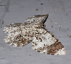 Amblychia subrubida