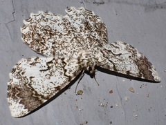 Amblychia subrubida