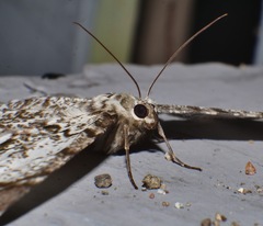 Amblychia subrubida