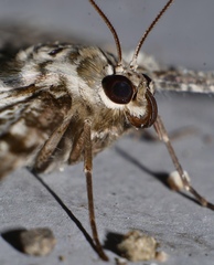 Amblychia subrubida