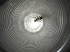 Hoplomutilla insignis