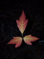 Toxicodendron radicans image