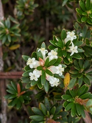 Planocarpa petiolaris