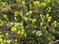 Planocarpa petiolaris