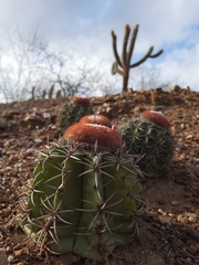 Melocactus zehntneri