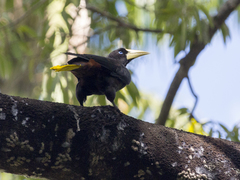 Psarocolius decumanus