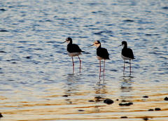 Himantopus mexicanus