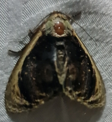 Lepidodes