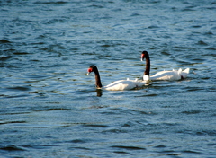 Cygnus melancoryphus