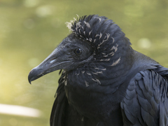Coragyps atratus