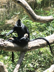 Trachypithecus francoisi