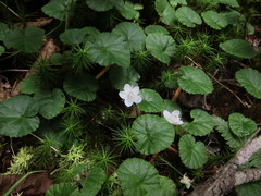 Rubus repens