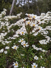 Olearia pinifolia