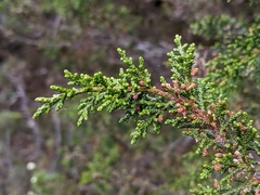 Pherosphaera hookeriana