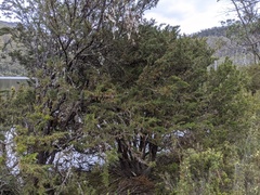 Pherosphaera hookeriana