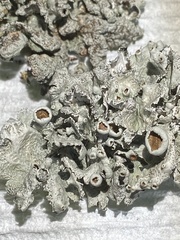 Parmotrema submarginale