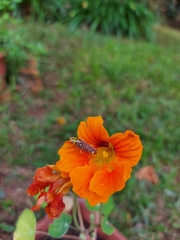 Aulacizes conspersa