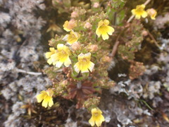 Euphrasia cockayneana