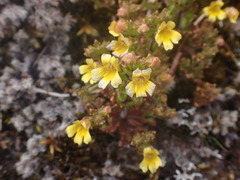 Euphrasia cockayneana