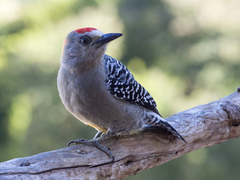 Melanerpes rubricapillus
