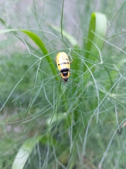 Chauliognathus missionum