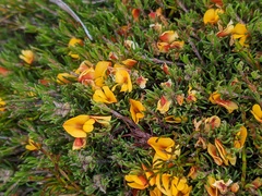 Pultenaea fasciculata