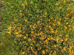 Pultenaea fasciculata