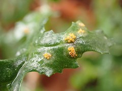 Puccinia lagenophorae