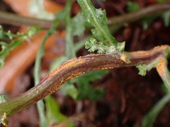Puccinia lagenophorae