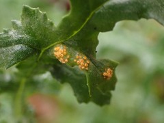 Puccinia lagenophorae