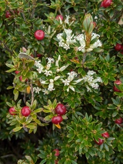 Planocarpa petiolaris